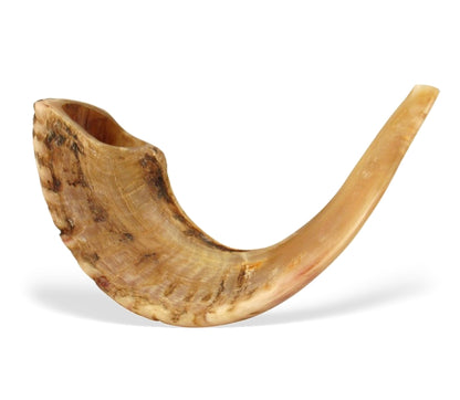 Classic Shofar