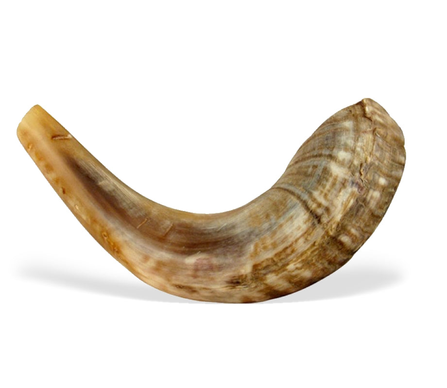 Classic Shofar