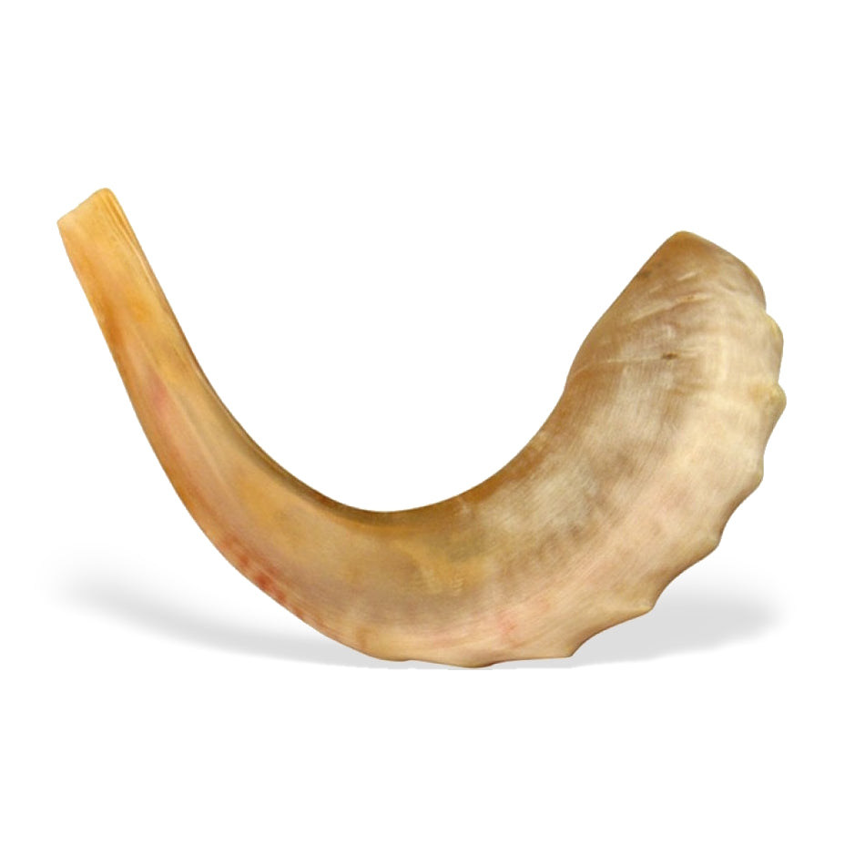 Polished Shofar