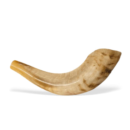 Polished Shofar