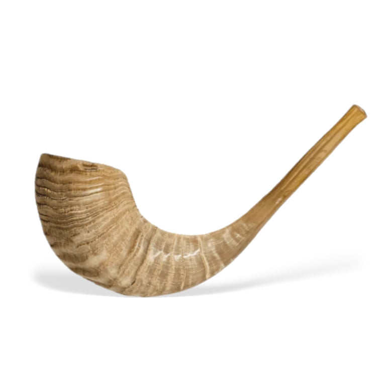 Polished Shofar