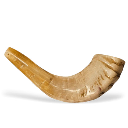 Polished Shofar