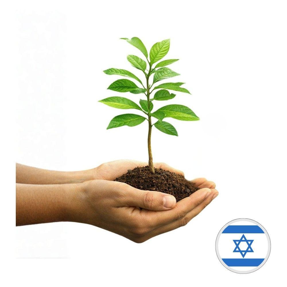 Planta un Árbol en Israel - Tienda Bacari